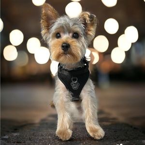 Meet your Posher, Heidi